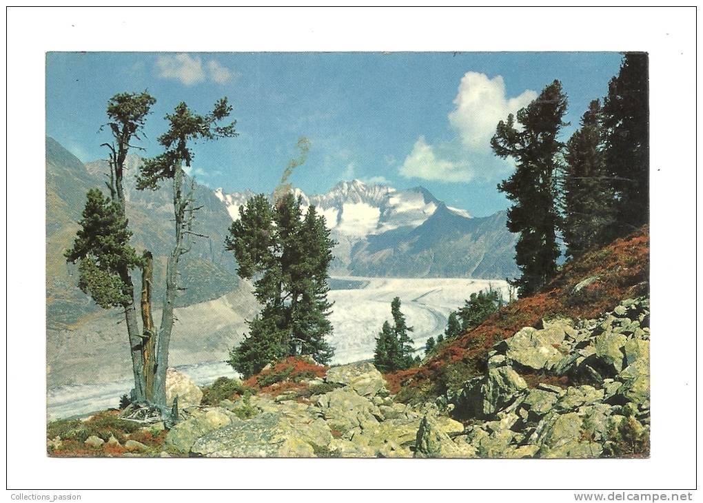 Cp, Suisse, Naturschutzgebiet Aletschwald Am Grossen ALetschgletscher, Walliser Fiescherhörner, écrite - Wald