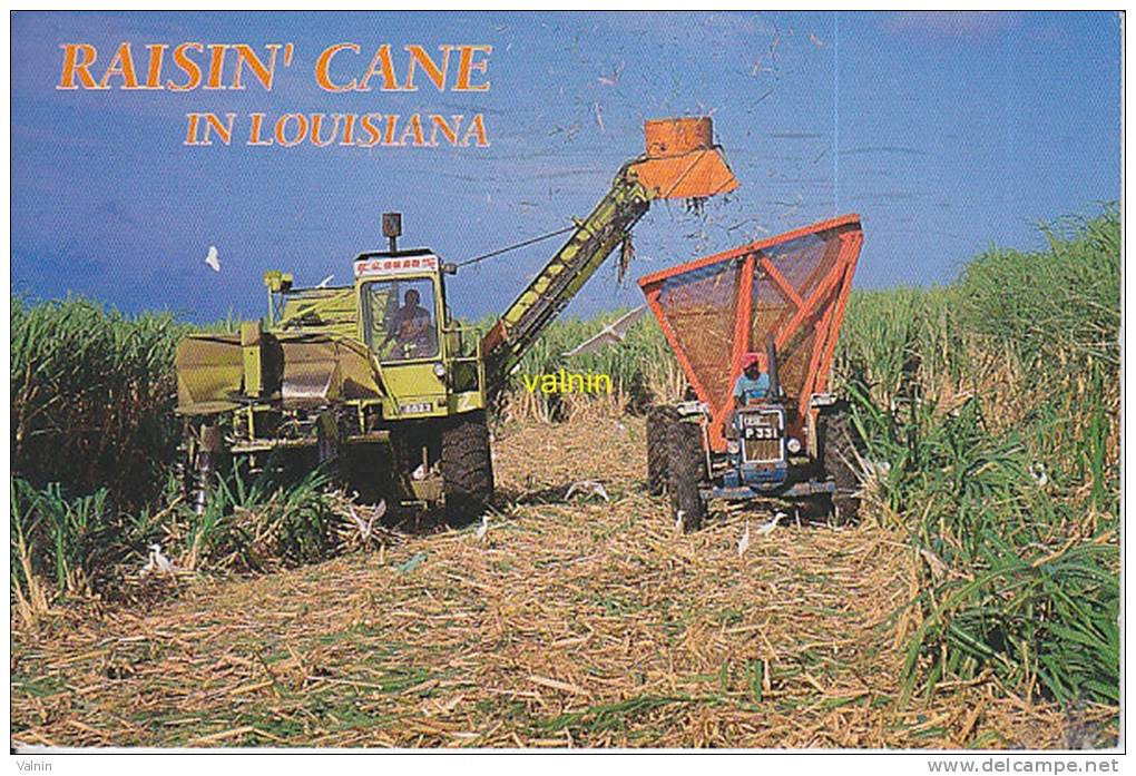 Raisin  Cane Louisiana Sugar Cane - Autres & Non Classés