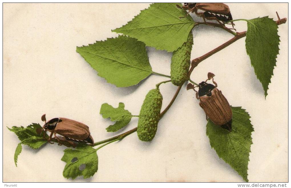 HANNETONS PORTE BONHEUR Sur Des Branches D'aulne - Insects
