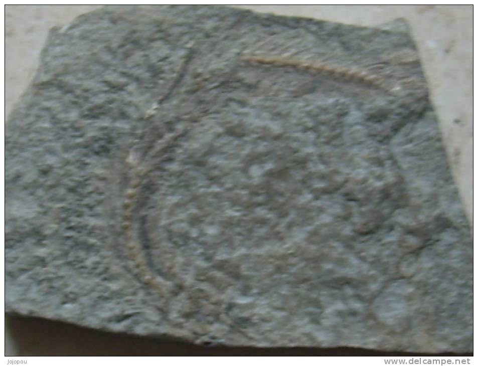 Haugiu Variabilis - Fossils