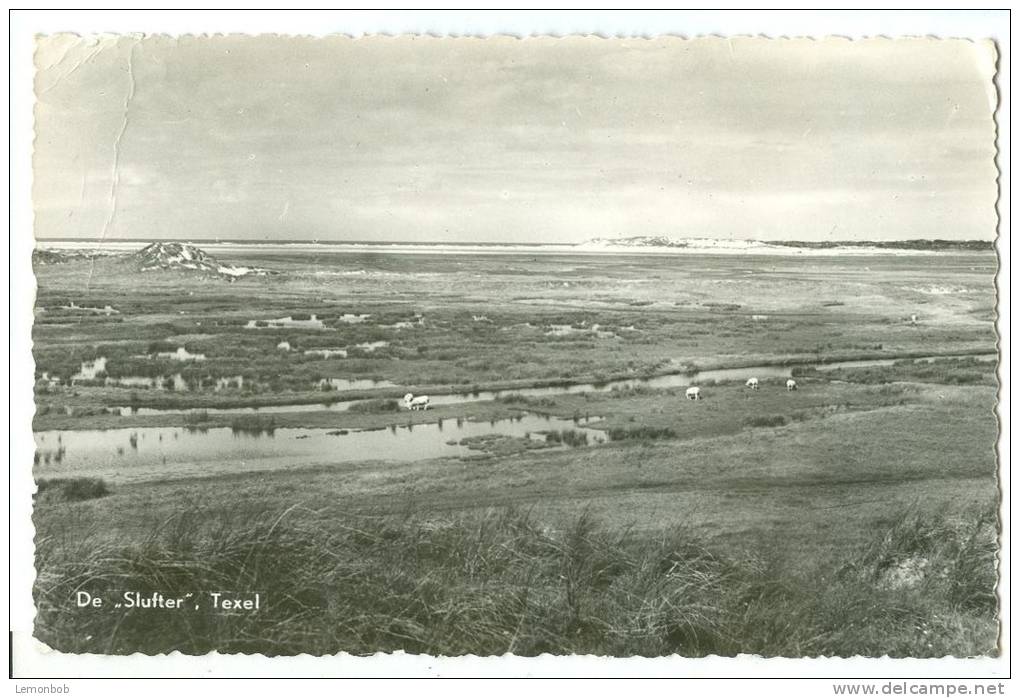 Holland, Netherlands, De Slufter, Texel, 1967 Used Real Photo  Postcard [P9110] - Texel