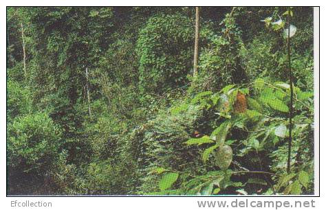 REBOISEMENT - FORET TROPICALE - AUTOCOLLANT - VIGNETTE JUNGLE MANIA N° 200 - Other & Unclassified