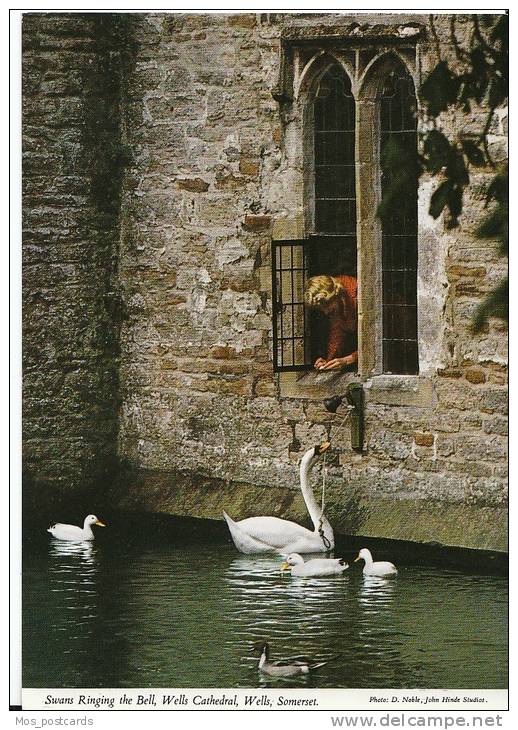 Somerset - Swans Ringing The Bells, Wells Cathedral, Wells   LSL1115 - Wells