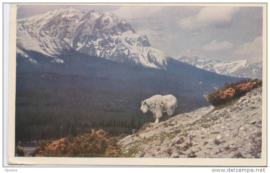 Canada Postcard No 37 ROCKY MOUNTAIN GOAT Sent To Denmark Toronto 4-7-1957 - Other & Unclassified