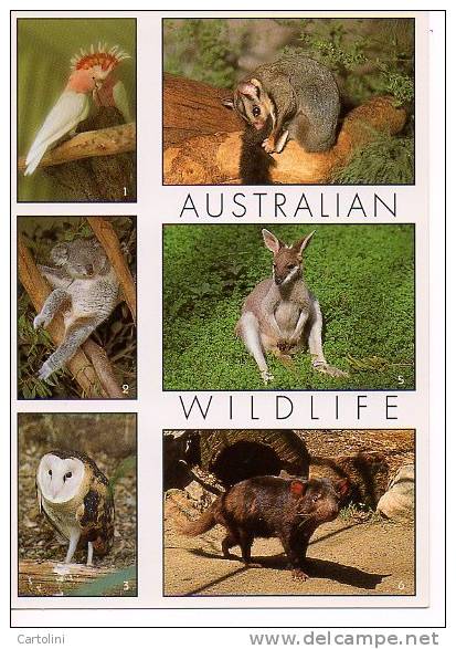 Wildlife Wilde Dieren Australie Australia - Autres & Non Classés