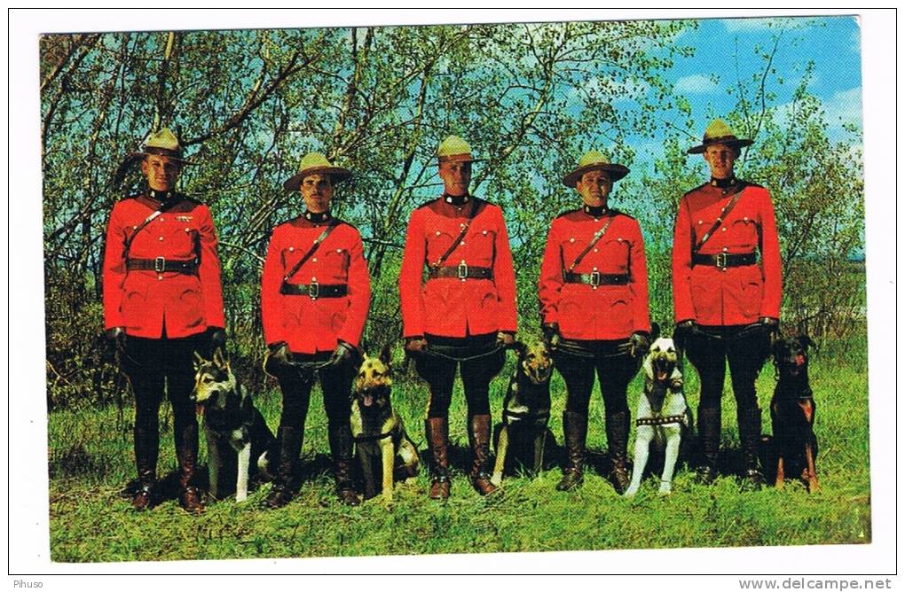 CAN-109  Royal Canadian Mounties In Action - Moderne Ansichtskarten