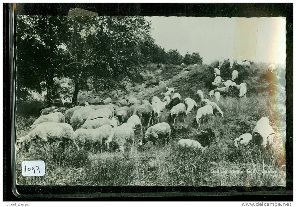 ANSICHTKAART Uit *  ODOORN  (1097) SCHAAPSKUDDE * GELOPEN NAAR HEINO - Odoorn