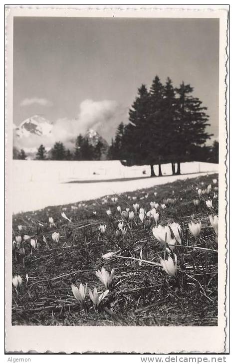 3748 - Leysin La Prafandaz - Leysin