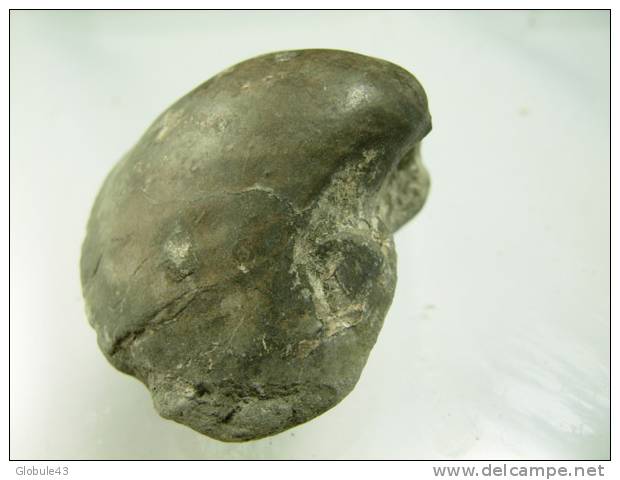 BIVALVE 3,7 X 3,5 CM ALBIEN TROYES - Fossils