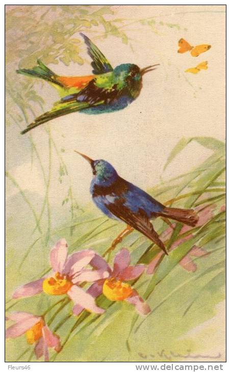 Belle Illustrée Signée C. KLEIN : Colibris , Orchidées Et Papillons Jaunes - Klein, Catharina