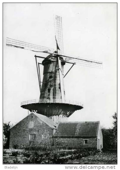 RANST (Antw.) - Molen/moulin - Historische Opname Van De Stenen Oliemolen Omstreeks 1925 (romp Bestaat Nog) - Ranst