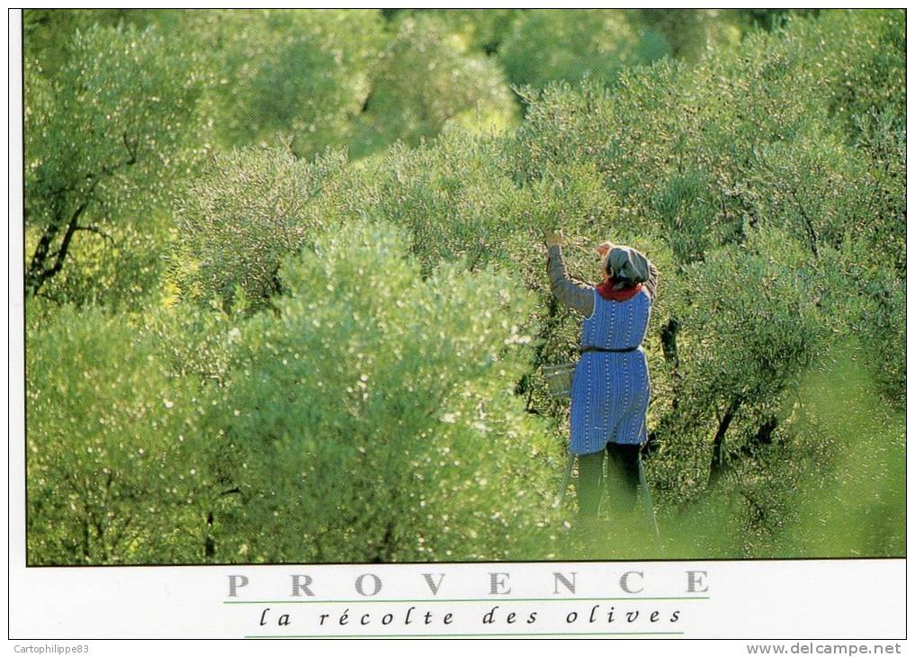 AGRICULTURE CUEILLETTE DES OLIVES EN PROVENCE PHOTO G MARTIN ROGET - Cultures