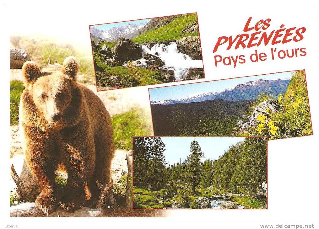 CPM LES PYRENEES PAYS DE L OURS - Osos