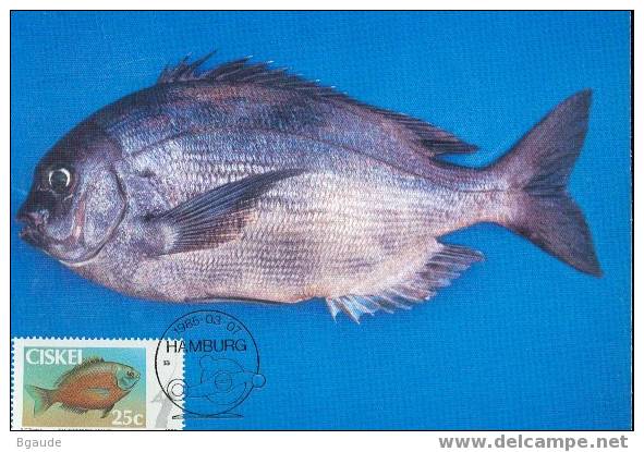 CISKEI   CARTE MAXIMUM NUM.YVERT  71 POISSONS COTIERS - Ciskei