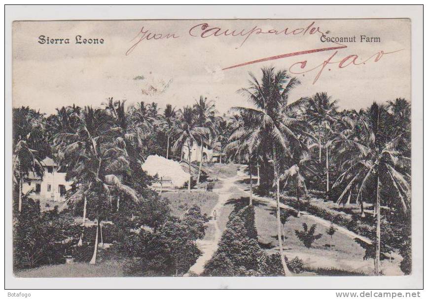 CPA SIERRA LEONE COCOANUT FARM EN 1910 !! - Sierra Leone