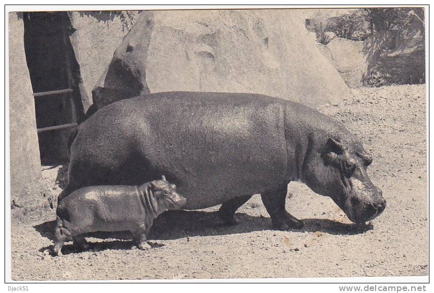 401 - Muséum National D'Histoire Naturelle - Hippopotame Et Son Petit - Hippopotames