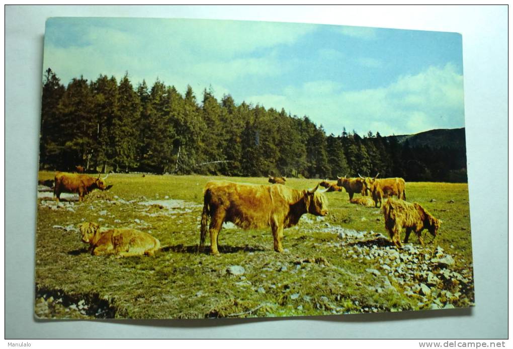 Highland Cattle At Invercauld, Deeside, Aberdeenshire - Aberdeenshire