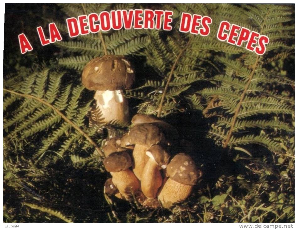 (889) Mushrooms - Champignons - Otros & Sin Clasificación