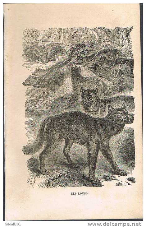 Gravure Ancienne:   * LES LOUPS *   Tiré Du Livre Le BUFFON De Beauchainais Vers 1880. - Prints & Engravings