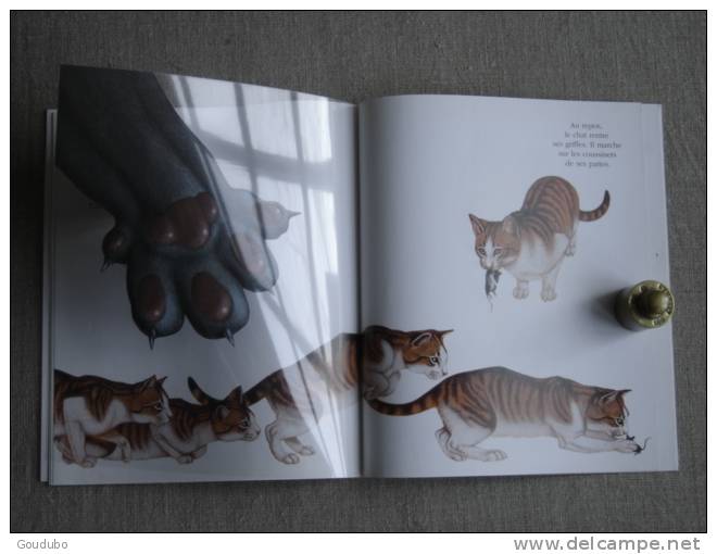 Cache-cache avec les chats et les felins. Mes livres magiques Atlas. 9 photos.