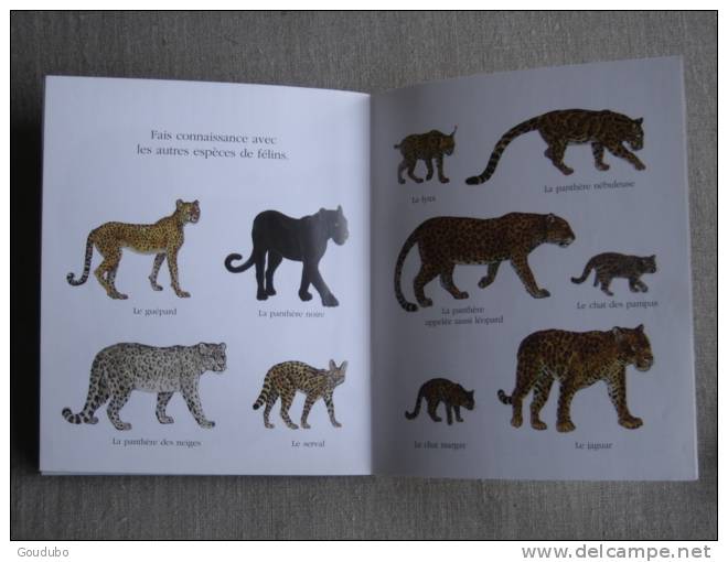 Cache-cache avec les chats et les felins. Mes livres magiques Atlas. 9 photos.