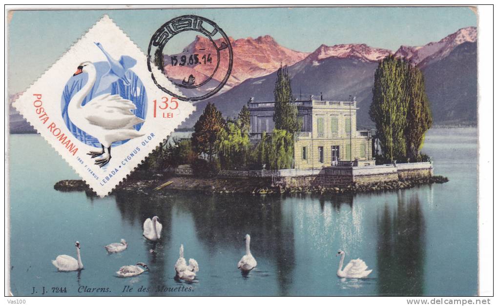 BIRD, SWAN, 1965, CM. MAXI CARD, CARTES MAXIMUM, ROMANIA - Swans