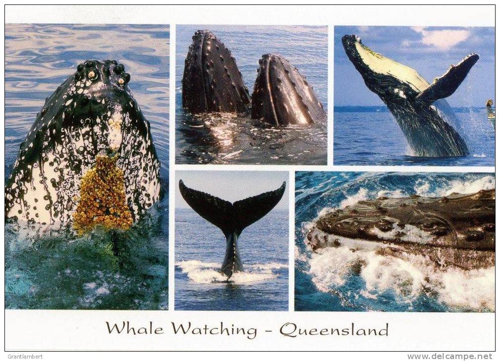 Humpback Whales, Queensland, Banksia Images Q229 Unused 17 X 12 Cm - Autres & Non Classés