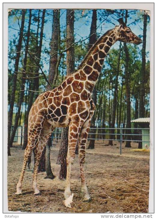 CPM GIRAFE, PARC DU TERTRE ROUGE, 72 LA FLECHE - Girafes