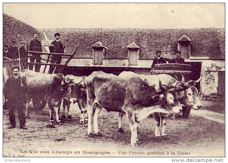 La Vie Aux Champs En Bourgogne    Yonne    Une Voiture Gerbière A La Ferme   Vaches   Attelage - Bourgogne