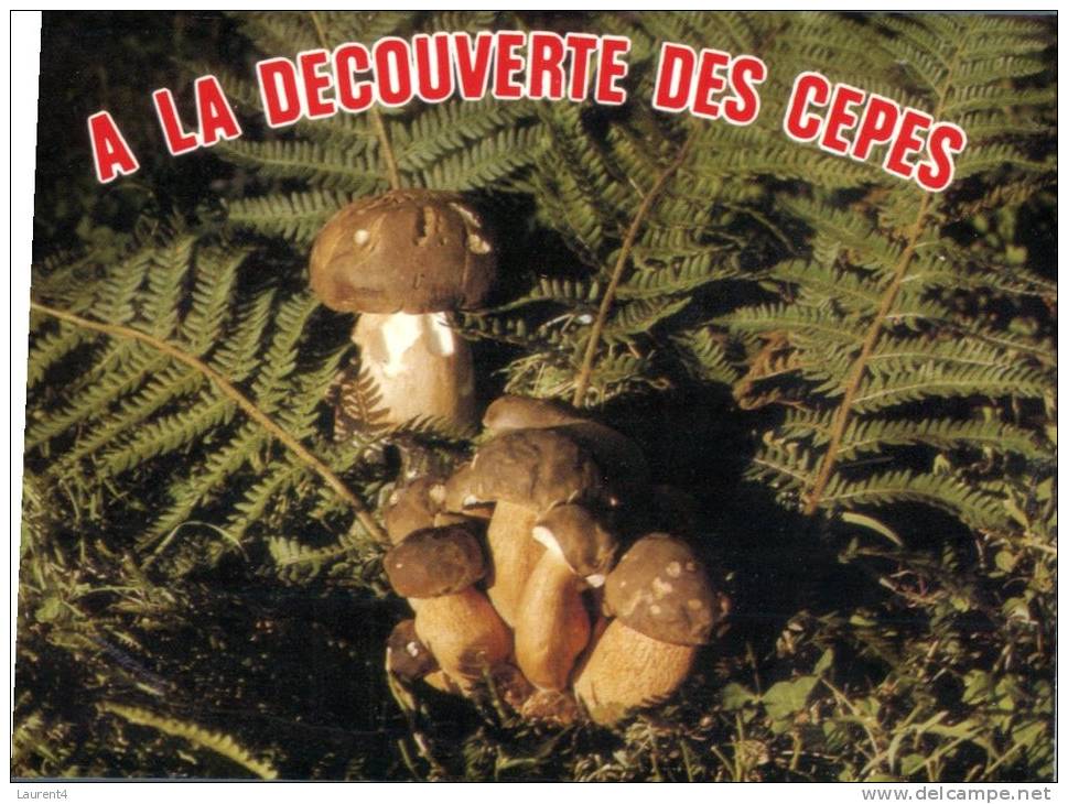 (750) Champignons - Mushrooms - Other & Unclassified