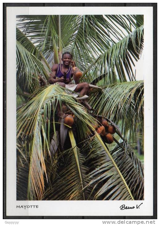 Mayote - Carte Postale - Le Cocotier Nourricier - Mayotte