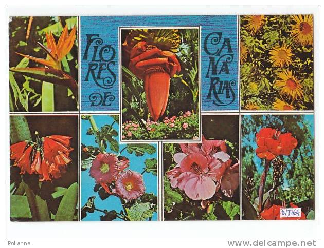 PO3764# SPAGNA - CANARIE - FLOWERS - FIORE DI BANANA  VG - Other & Unclassified