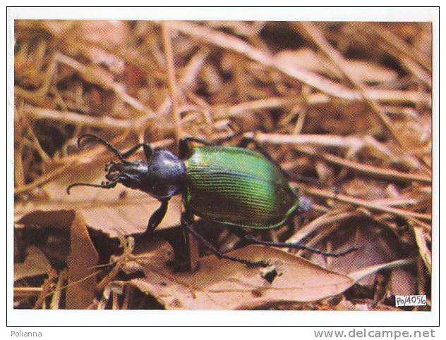 PO4056# INSETTO - CALOSOMA - COLEOTTERO  No VG - Insects