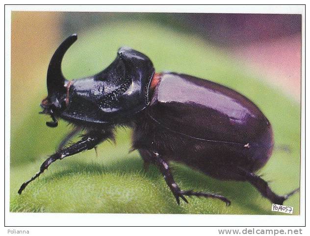 PO4057# INSETTO - SCARABEO RINOCERONTE - SCRABBLE  No VG - Insects