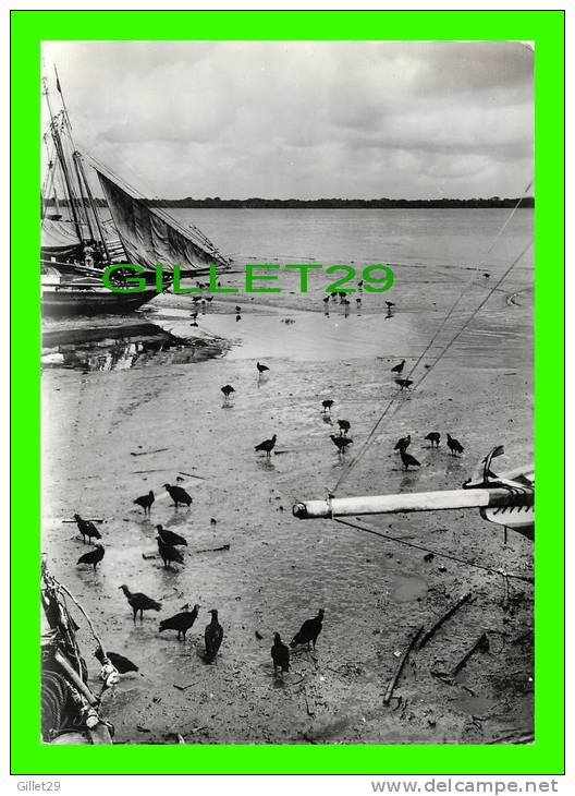 BELEM, BRÉSIL - VAUTOURS AU BORD D´UN PETIT BRAS DU DELTA DE L´AMAZONE - PHOTO, A. ROBILLARD - - Belém