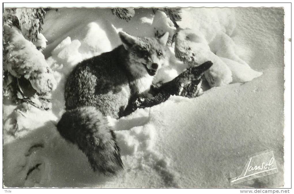 Les Animaux De La Montagne - Renard - Vos - Fuchs - Fox - Other & Unclassified