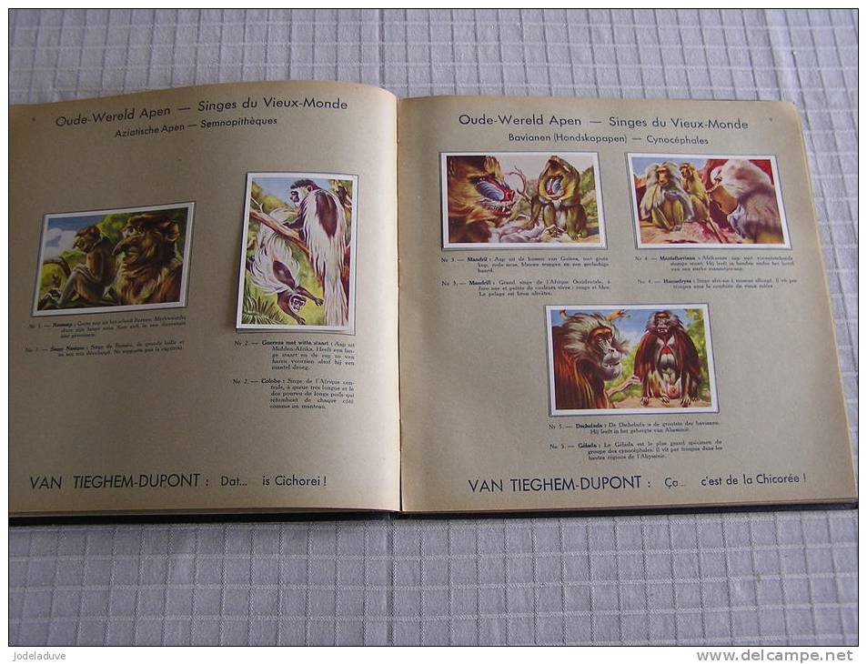 ALBUM Chicorée Chicorei VAN TIEGHEM DUPONT Merveilles Du Monde Animal 1 De Wonderen Der Dierenwereld COMPLET 100 Chromos - Albums & Catalogues