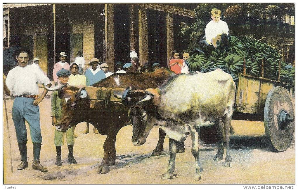 Etr - COSTA-RICA - Hauling Bananas To The Flour Mill In Limon - Costa Rica