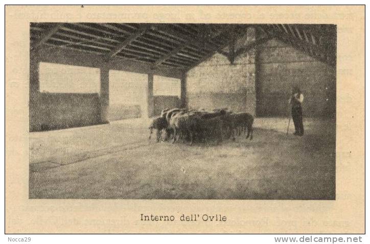 OPUSCOLO ILLUSTRATO 1931 GODRANO(PALERMO) - ISTITUTO SPERIMENTALE ZOOTECNICO - Medicina, Biologia, Chimica