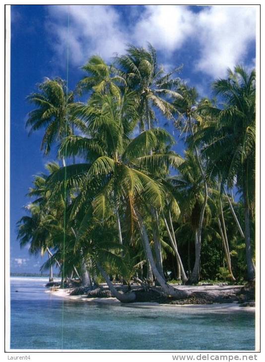 (678) Coconut Tree In Tahiti - Frans-Polynesië