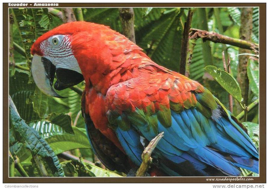 Lote PEP18,  Ecuador, Postal, Guacamaya Roja, Ara Chloptera, Postcard, Macaw - Ecuador