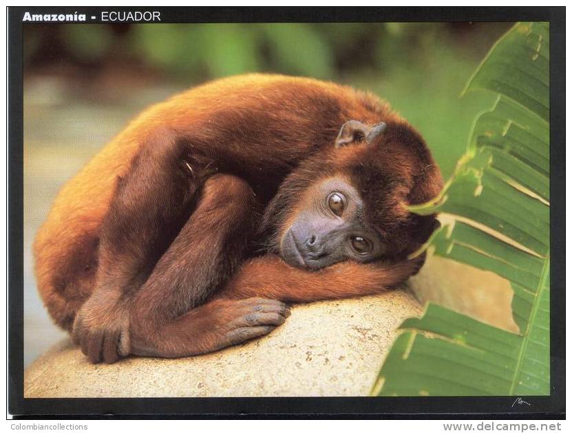 Lote PEP20,  Ecuador, Postal, Mono Aullador, Alouatta Seniculus, Postcard - Ecuador