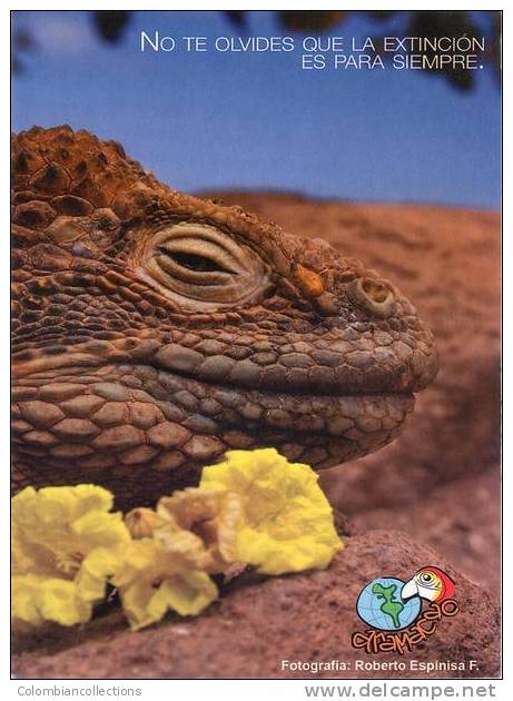 Lote PEP23,  Ecuador, Postal, Iguana, Postcard - Ecuador