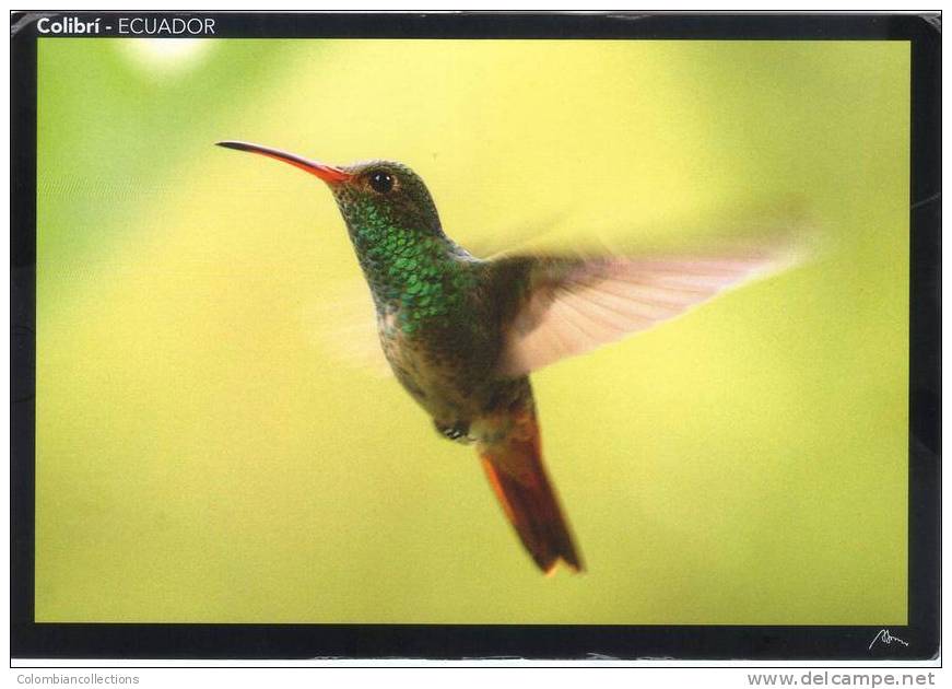 Lote PEP36,  Ecuador, Postal, Colibri, Ave, Bird, Postal - Ecuador