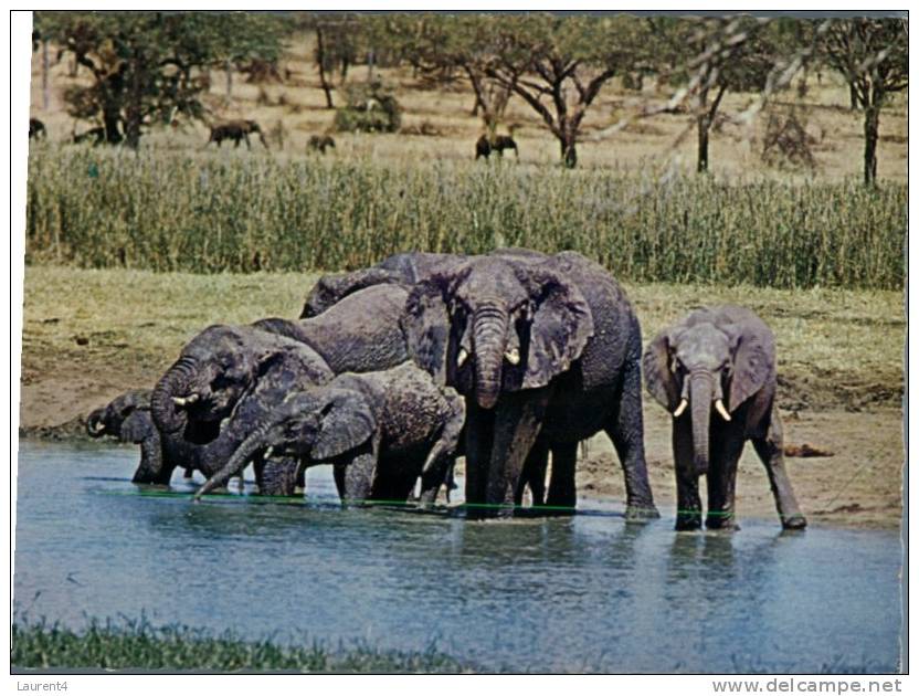 (333) Elephant - - Elefantes