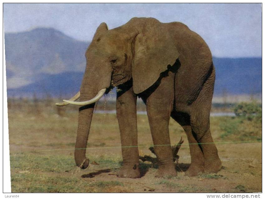 (333) Elephant - - Elephants