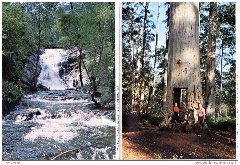 Pemberton, 200 Miles South Of Perth WA In Karri Forests 11 View Folder - Murray Views Unused - See 2nd Scan - Autres & Non Classés