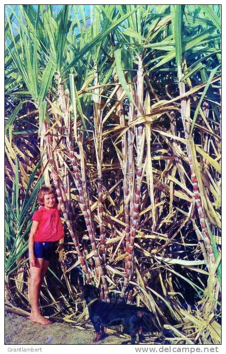 Sugar Cane Just Before Firing, Queensland - Murray Views 211 Unused - Autres & Non Classés