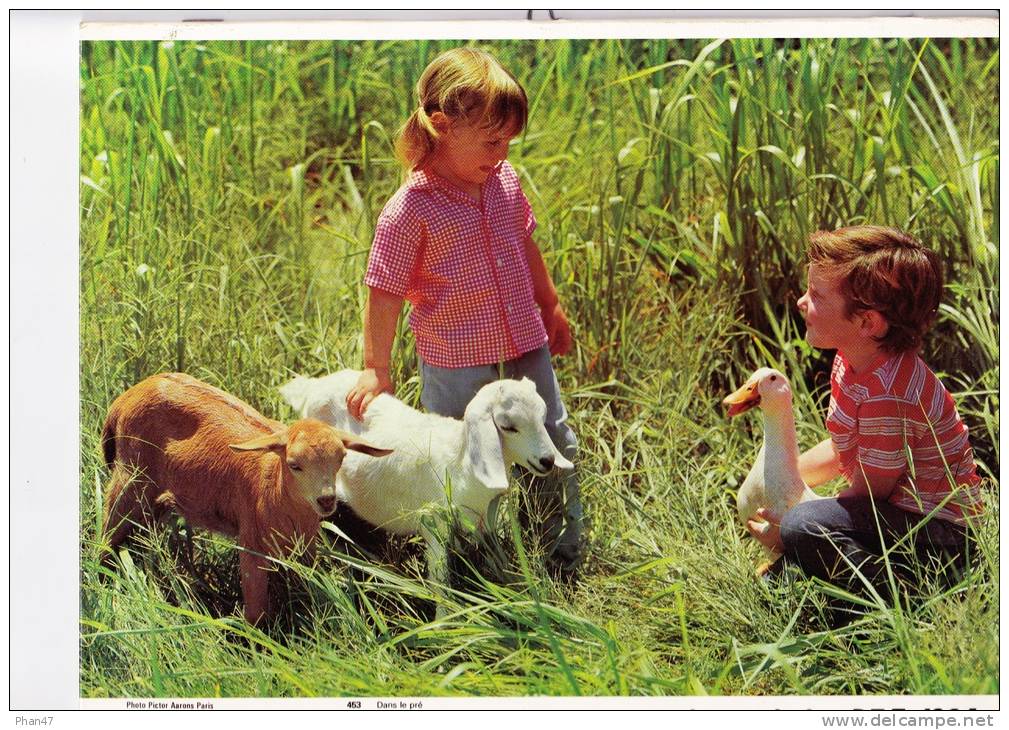 Almanach Des PTT 1984  "enfants, Chèvres Et Oie / Chatons" OLLER - Groot Formaat: 1981-90