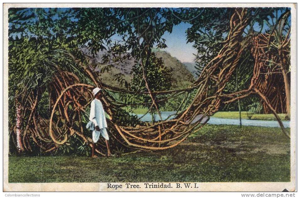 Lote PEP114, Trinidad, Postal, Postcard, Rope Tree. (The Postcard Is Not In Perfect Condition) - Trinidad